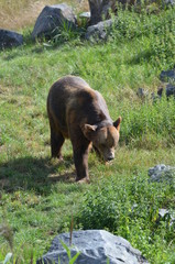 Ours brun male (Ursus arctos)