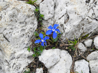 Blaue Blüte zwischen Steinen