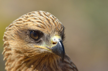 Milano negro (Milvus migrans)