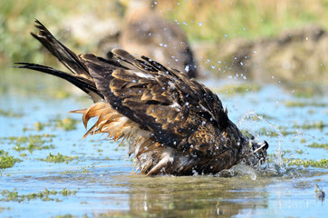 Milano negro (Milvus migrans)