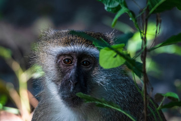 verspielte Meerkatzen