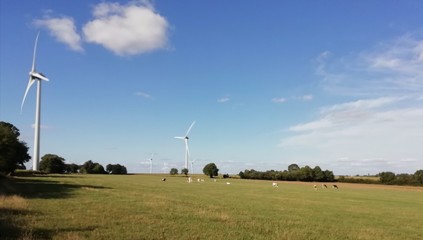 Fototapeta na wymiar paysage de campagne avec éolienne et vaches dans les prés