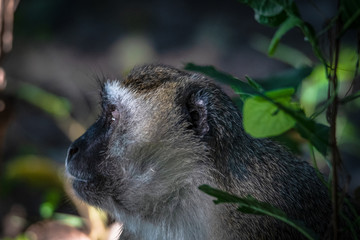 neugierige Meerkatze