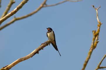 Hirondelle rustique (Hirundo rustica) 