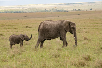 baby elephant and its mother in the Masai Mara