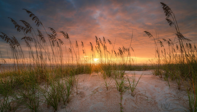 Beautiful sea oats on a Florida beach dune at sunrise