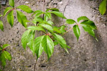 young plants in the garden