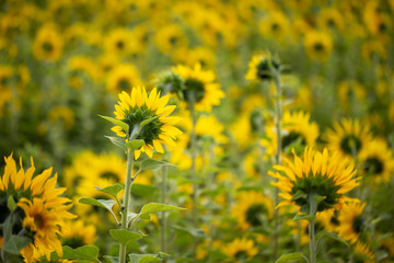Sunflower flower for use as a background.