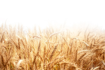 Golden wheat rye close-up on the white background - obrazy, fototapety, plakaty