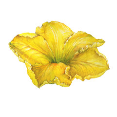 Yellow flower pumpkin. Watercolor hand drawn painting illustration, isolated on white background.