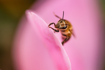 Image of bee  on pink flower collects nectar.