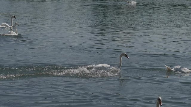 (Cygnus olor) Magnifiques cygnes blancs nageant sur le Rhin