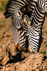 Fototapeta premium Zebras im Abendlicht