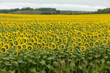 Sunflower field with cloudy sky, sunflowers are turned the other way