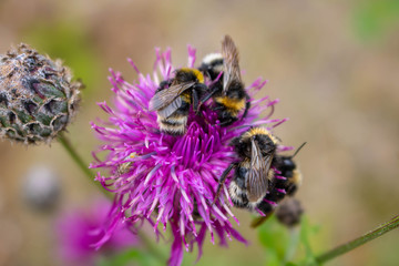 A bumblebee pollinating a purple abloom thistle in the middle of flowering meadow.