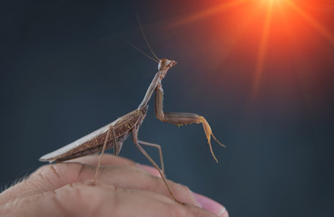 Insect hunter attacks at sunset. Mantis is a terrible monster of wildlife.