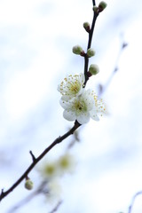 白梅