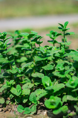 Planta de Menta