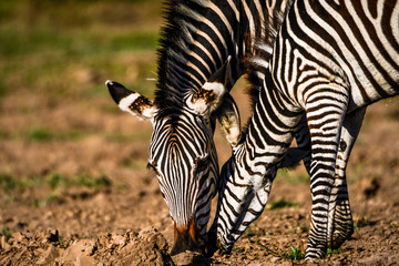 Zebras im Abendlicht