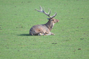Cerf élaphe (Cervus elaphus)