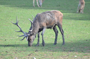 Cerf élaphe (Cervus elaphus)