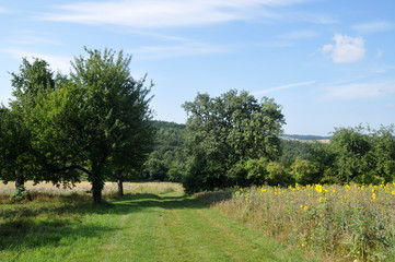 Fototapeta na wymiar hilly summer landscape in german countryside with sunflower field