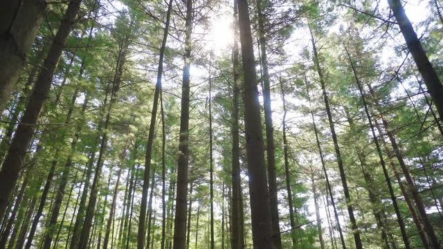 Looking up at the sun through the tall trees of a Pennsylvania forest.	 	