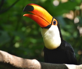 A toucan in a jungle rainforest