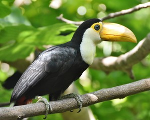 A juvenile toucan sitting on a branch in a jungle rainforest