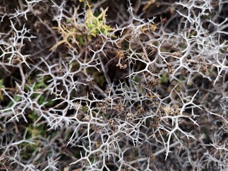 Sarcopoterium spinosum is a genus of flowering plants in the rose family and is common to the southeast Mediterranean region and Middle East (prickly, spiny, or thorny burnet)