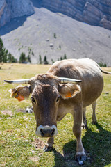 Beautiful cow on the mountaind of the Pyrenees