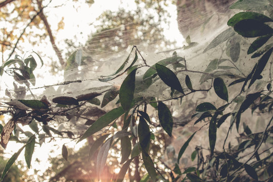 Spider webs on the tress