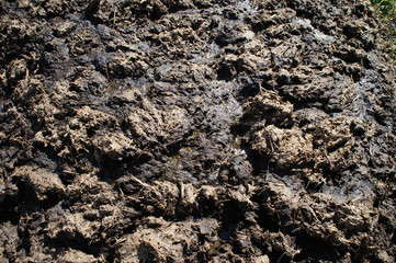 Dung and dirt close-up on the road.