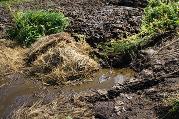 Dung and dirt close-up on the road.