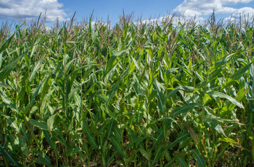 Obraz premium Corn green field. Leaves are growing.