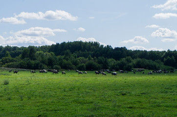 Fototapeta na wymiar A herd of cows graze in a green field.