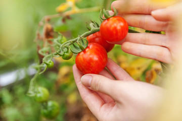 Gardening and agriculture concept. Woman farm worker hand picking fresh ripe organic tomatoes. Greenhouse produce. Vegetable food production. Tomato growing in greenhouse