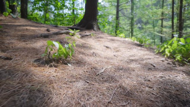 A low angle view walking in the Pennsylvania wilderness. Pine needles and downed tree trunks litter the forest floor.  	