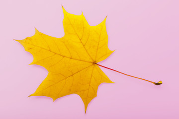 Bright autumn maple leaf on a pink background. Save work path. autumn maple leaf isolated on white background