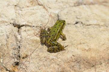 Grenouille verte (Rana esculenta)