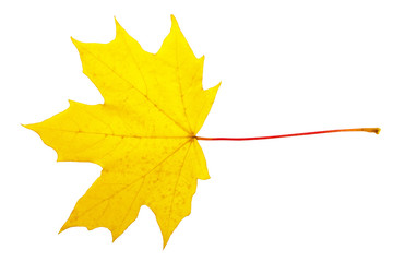 Bright autumn maple leaf on a white background. Autumn maple leaf isolated on white background