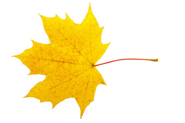 Bright autumn maple leaf on a white background. Autumn maple leaf isolated on white background