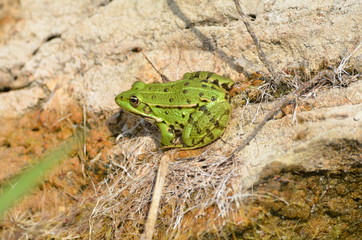 Grenouille verte (Rana esculenta)