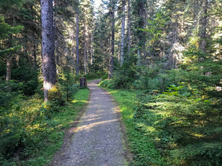 Fototapeta na wymiar trail in forest