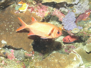Obraz na płótnie Canvas Epaulette Soldierfish (Myripristis kuntee)