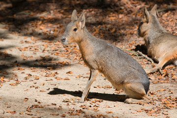 Great Mara (Großer Mara, chacoan mara)