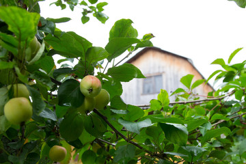 Apples on a branch, apple orchard. Harvesting in the suburban area.