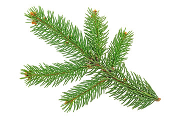 Fir tree branch isolated on white background. Pine branch.