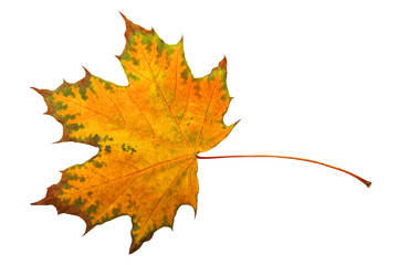 Fototapeta premium Bright autumn maple leaf on a white background. Autumn maple leaf isolated on white background