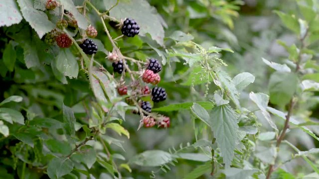weibliche Hand einer Frau pfl&uuml;ckt und sammelt wilde Brombberen am Busch im August zur Erntezeit als Selbstversorger